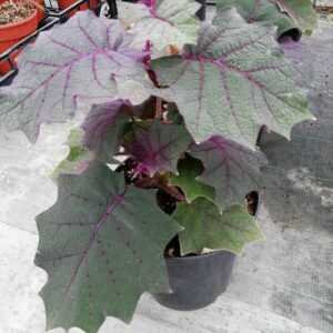 Frutto d'Oro delle Ande