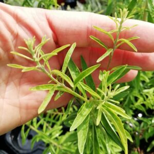 Menta Argentina