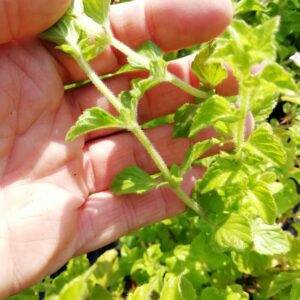 Nepitella o Mentuccia