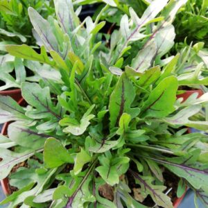 Rucola Lingua di Drago