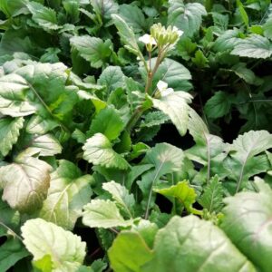 Rucola Wasabi
