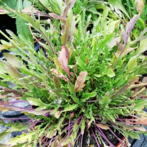 Rucola Selvatica