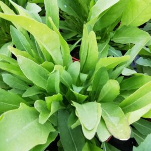Rucola Foglia di Ulivo