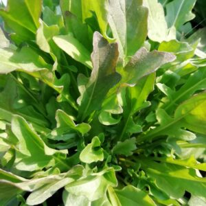 Rucola Bella Zia