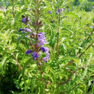 Melissa dei Carmelitani