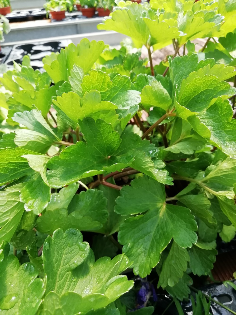 Sedano di Monte Scozzese