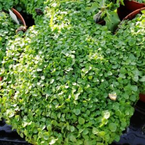 Menta Corsica