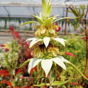 Monarda Punctata