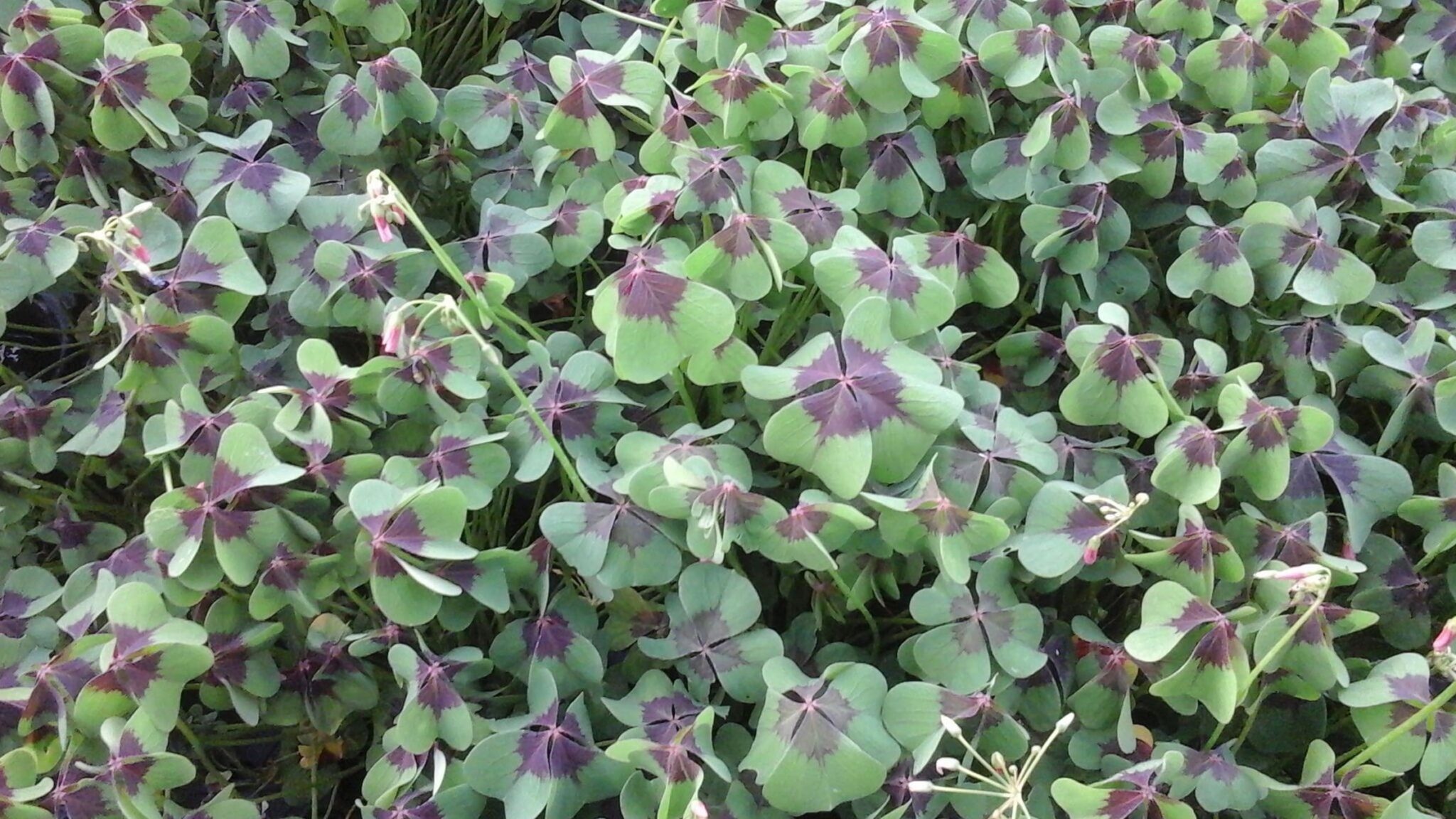 Oxalis Iron Cross