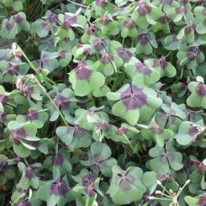 Oxalis Iron Cross