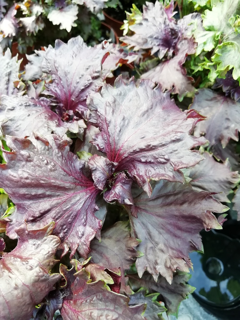 Shiso Rosso