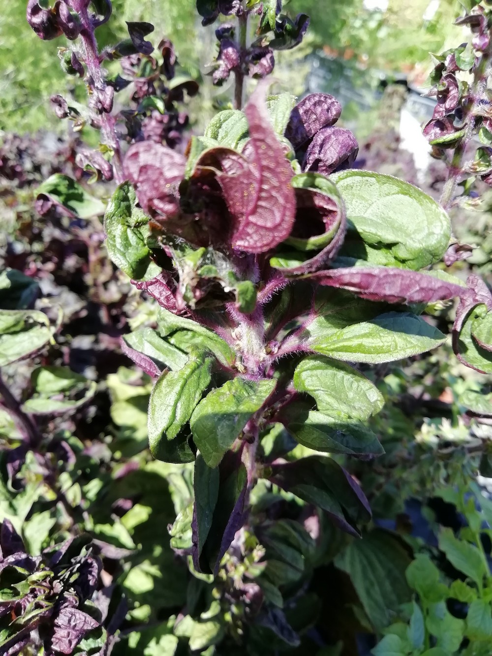 Shiso Bicolor