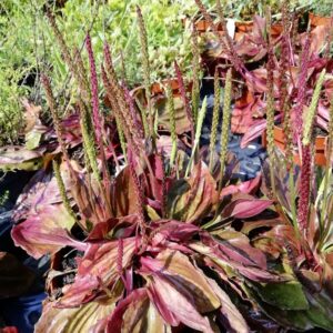 Piantaggine Purpurea