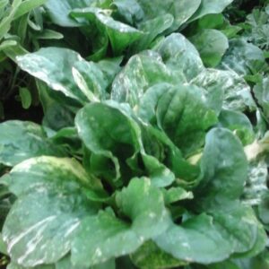 Piantaggine Variegata