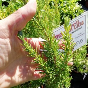 Rosmarino dell'Isola d'Elba