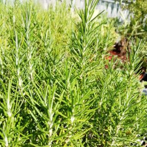 Rosmarino al Pino Mugo