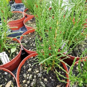 Salicornia