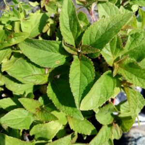 Salvia Ananas
