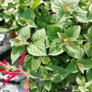 Salvia Citriodora