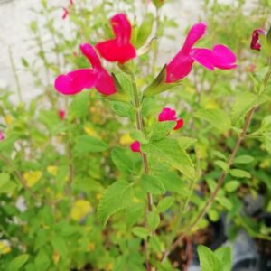 Salvia Pesca
