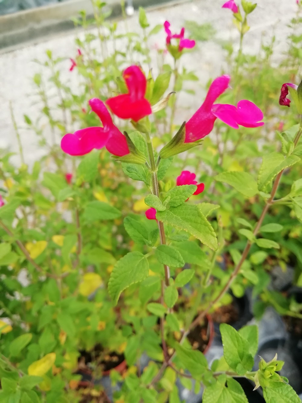 Salvia Pesca