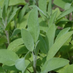 Salvia