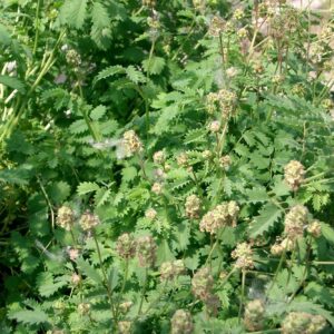 Pimpinella