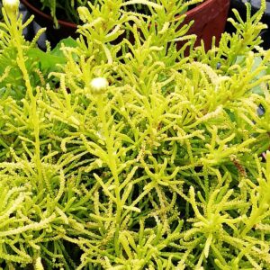 Santolina Lemon Fizz