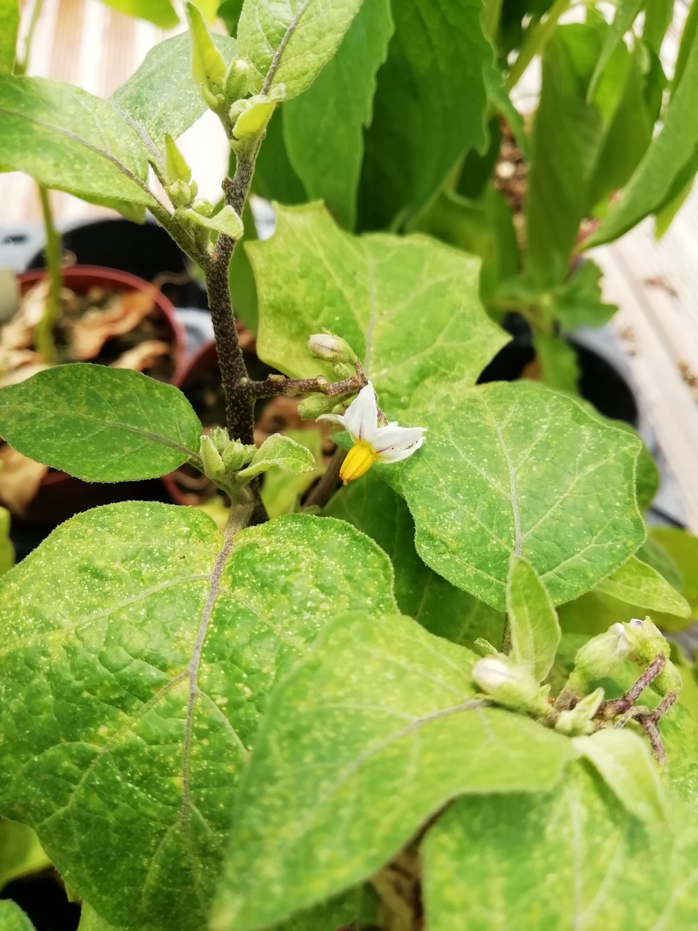 Pomodoro dei Cannibali
