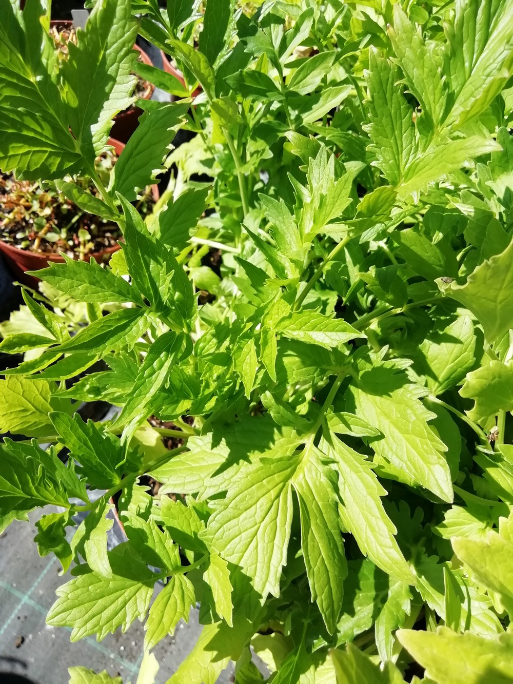 Valeriana