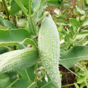 Pianta dei Pappagallini