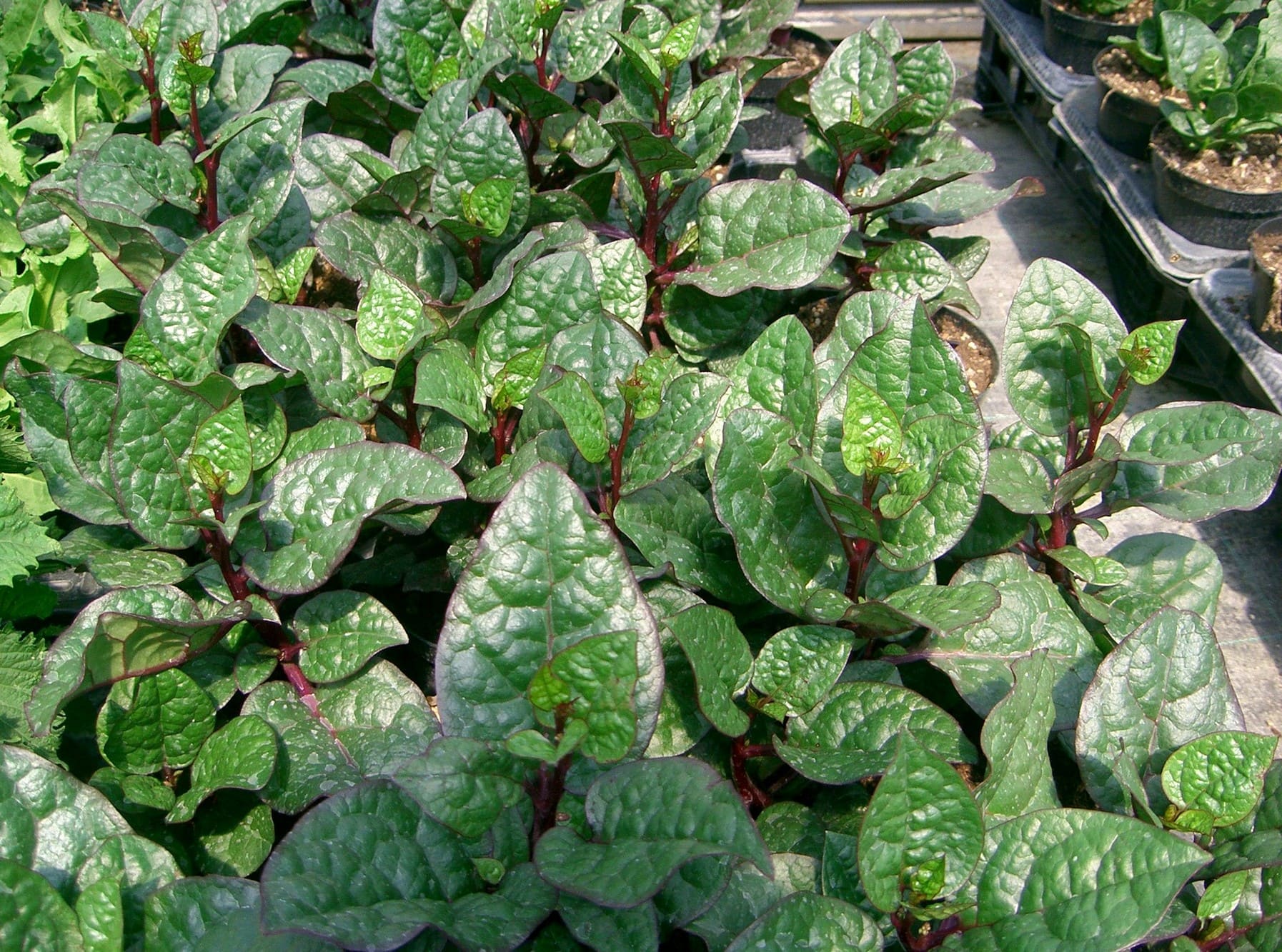 Spinacio di Malabar Rosso