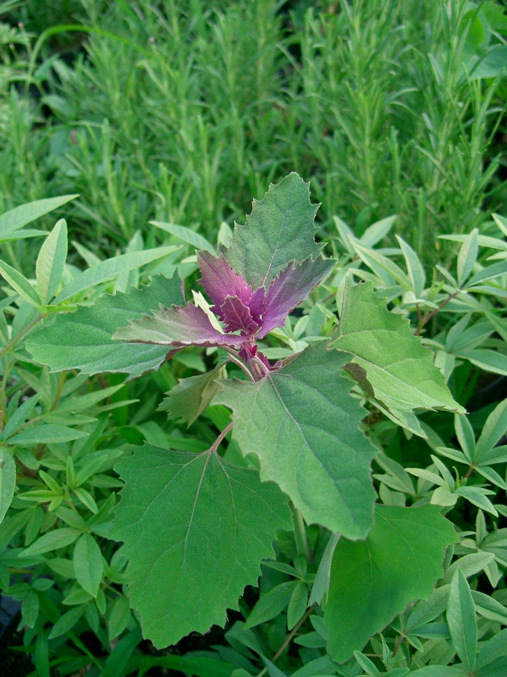 Spinacio Arboreo