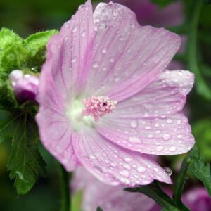 Malva Alcea