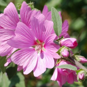 Malva Moscata