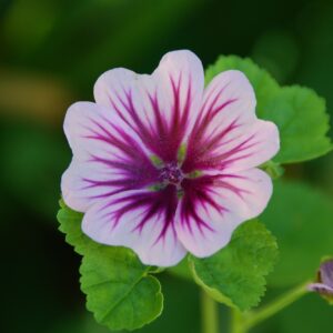 Malva Zebrina