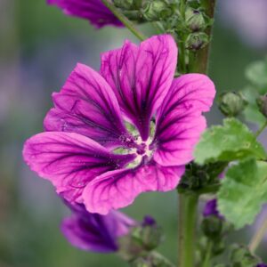 Malva Mauritiana