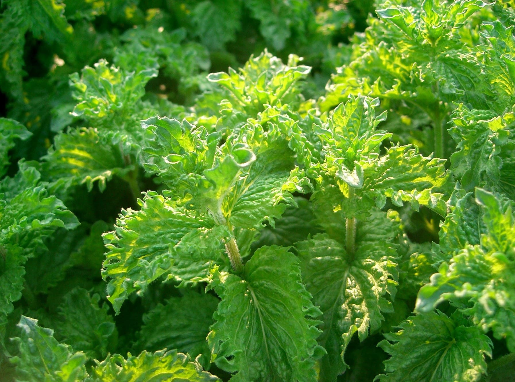 Menta Crispa