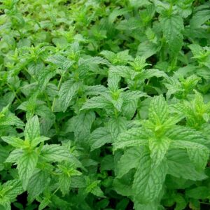Menta Spicata