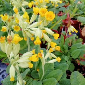 Primula Odorosa