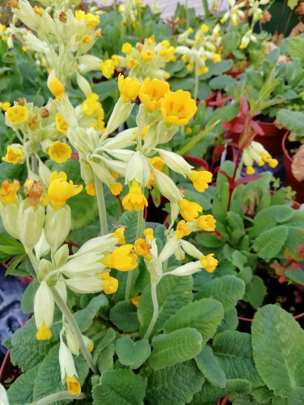 Primula Odorosa