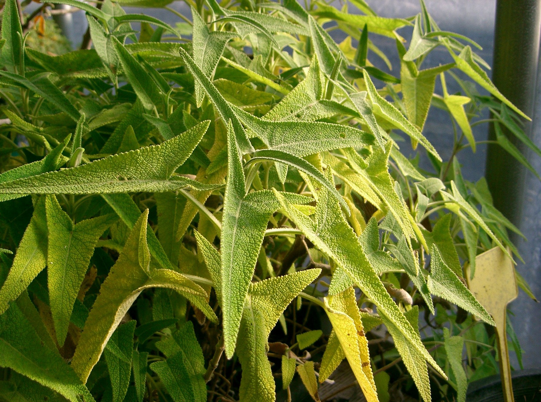 Salvia Diavola