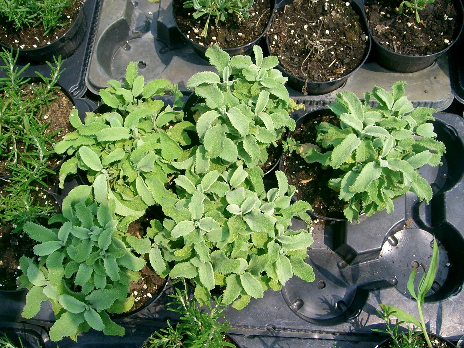 Salvia Crespa