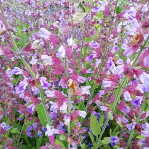 Salvia Foglia Stretta