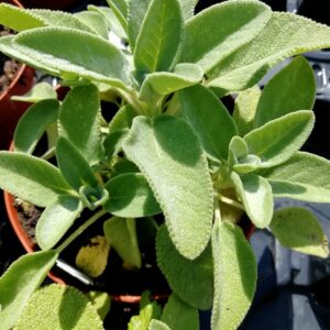 Salvia Foglia Gigante