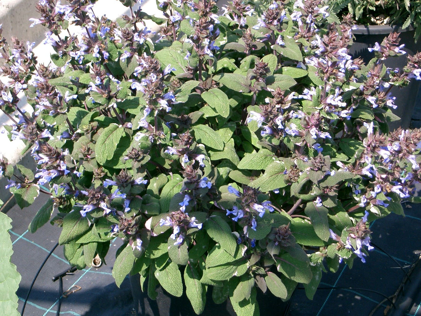 Salvia Rossa