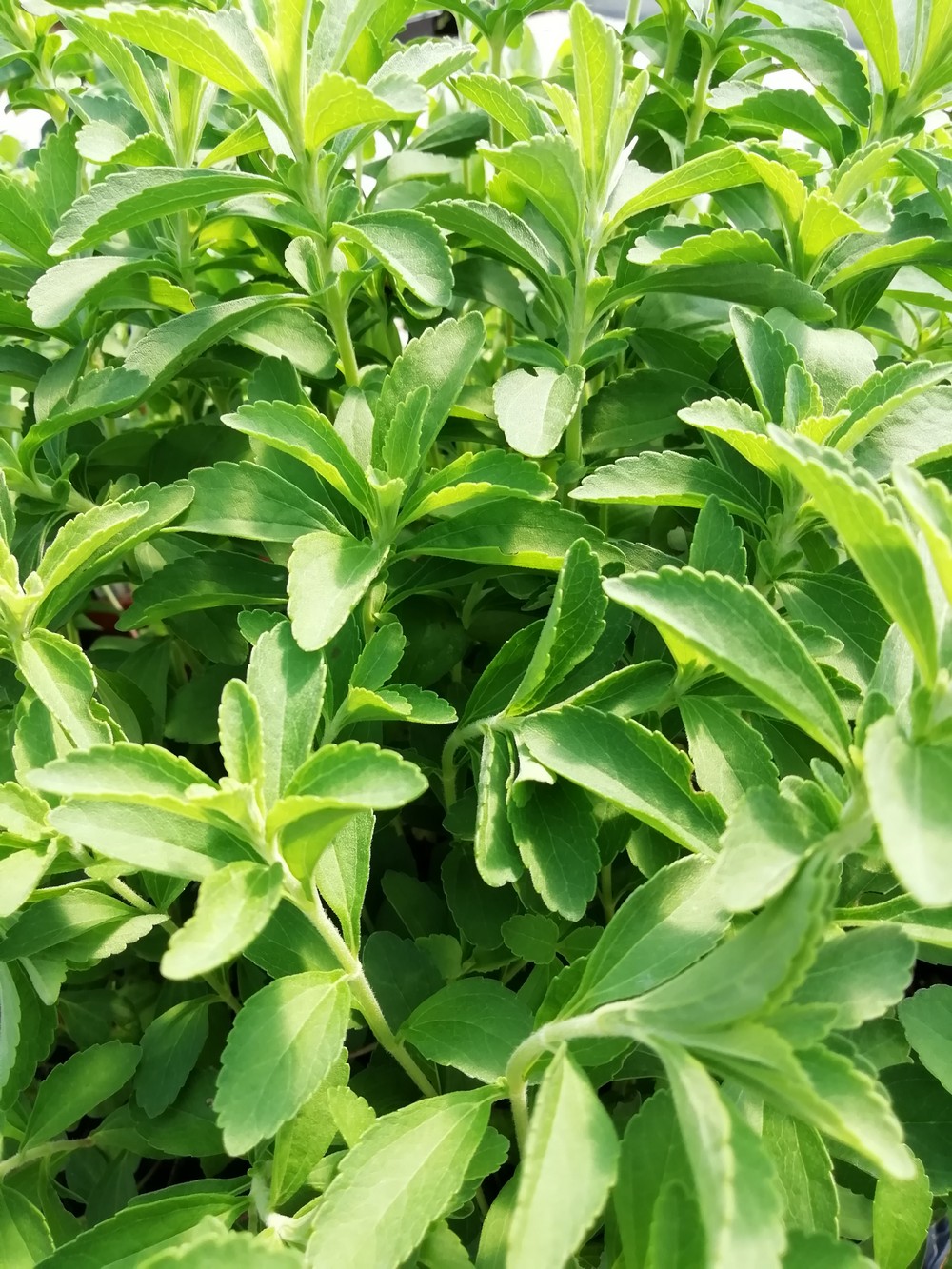 Stevia