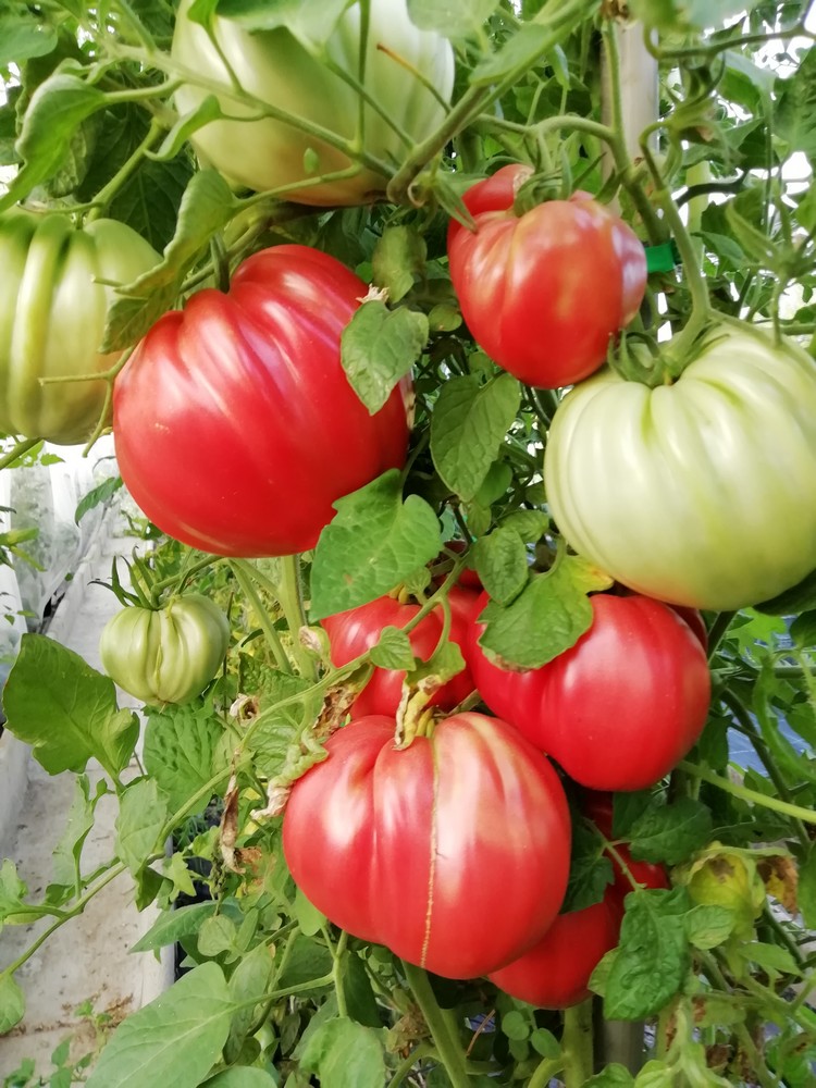 Costoluto dei colli Euganei