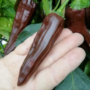 Ethiopian Brown Berbere