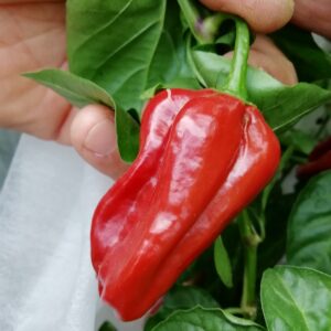 Habanero Ebony Giant
